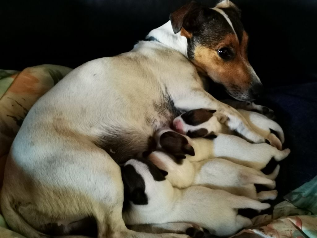 chiot Jack Russell Terrier Du Domaine Des Garde Bousset