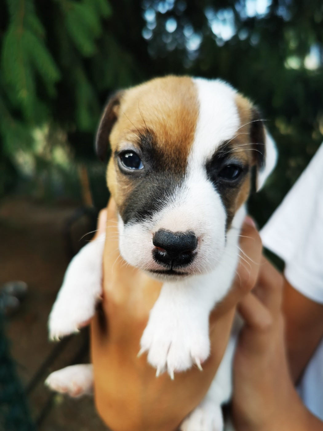 Du Domaine Des Garde Bousset - Chiots disponibles - Jack Russell Terrier