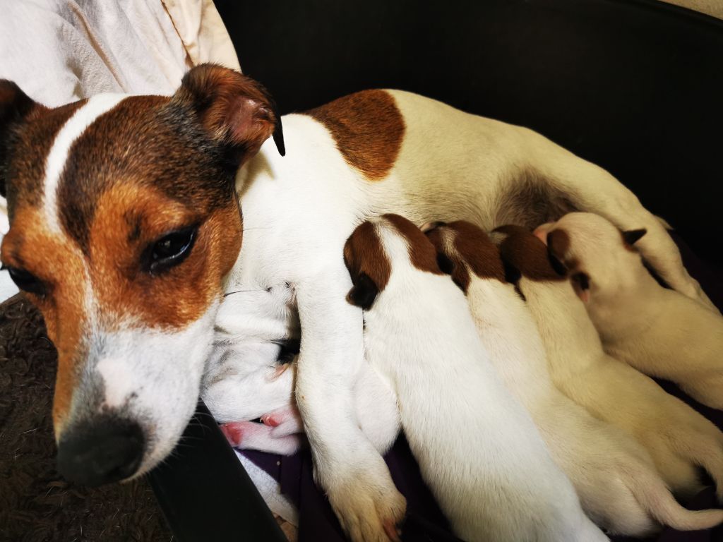 Chiot Jack Russell Terrier Du Domaine Des Garde Bousset