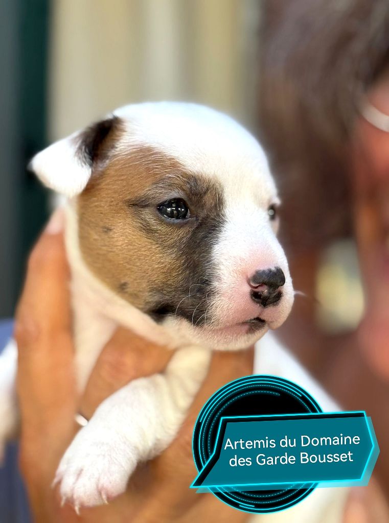 Du Domaine Des Garde Bousset - Chiots disponibles - Jack Russell Terrier