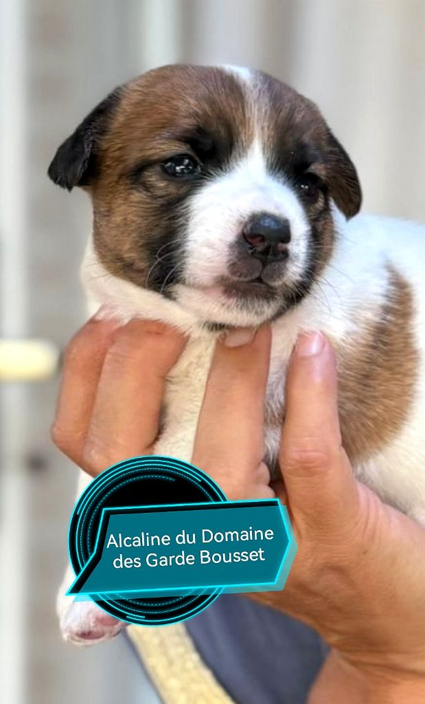 Du Domaine Des Garde Bousset - Chiots disponibles - Jack Russell Terrier