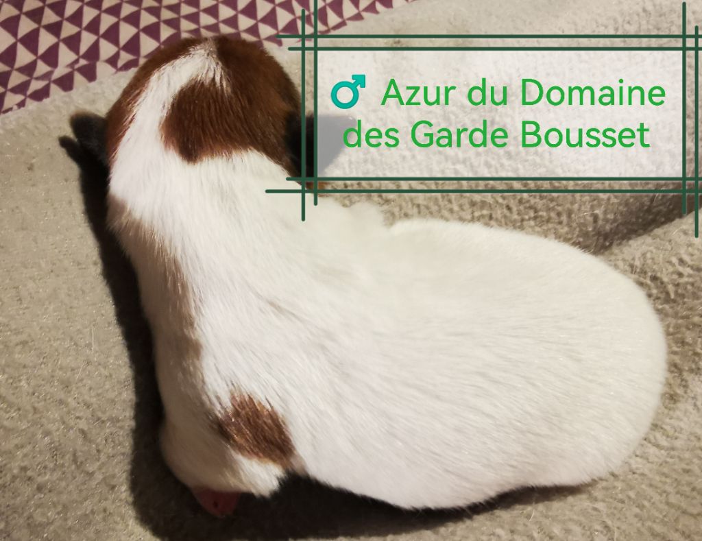 Du Domaine Des Garde Bousset - Chiots disponibles - Jack Russell Terrier