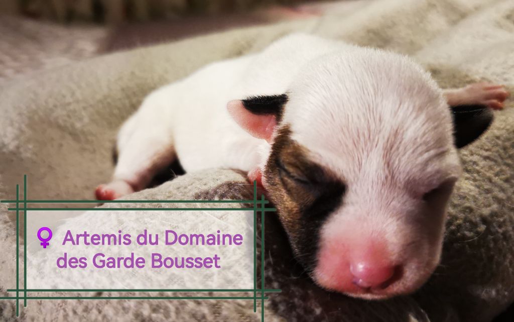 Du Domaine Des Garde Bousset - Chiots disponibles - Jack Russell Terrier