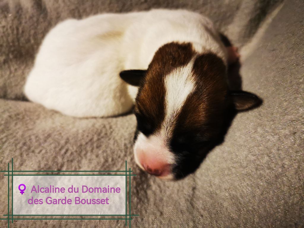 Du Domaine Des Garde Bousset - Chiots disponibles - Jack Russell Terrier