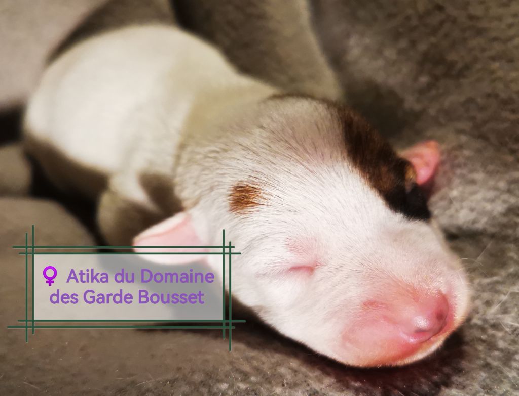 Du Domaine Des Garde Bousset - Chiots disponibles - Jack Russell Terrier
